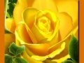 Jwèt Yellow Roses