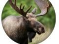 Jwèt Animal Quiz 