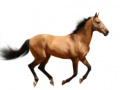 Jwèt Create Your Own Horse