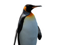 Jwèt Penguin Painting: Coloring For Kids