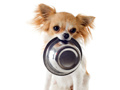 Jwèt Cutie Dogs: Coloring For Kids