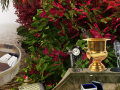 Jwèt The Prize Winning Garden