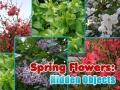 Jwèt Spring Flowers: Hidden Objects