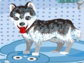 Jwèt My Cute Dog Bathing