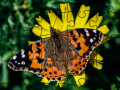 Jwèt Jigsaw Puzzle: Spring