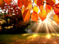 Jwèt Jigsaw Puzzle: Autumn