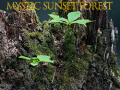 Jwèt Mystic sunset forest