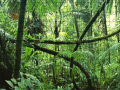 Jwèt Jigsaw puzzle: Rainforest
