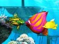 Jwèt Big Fish Eat Small Fish