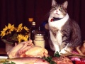 Jwèt Funny Cats Puzzle