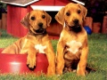 Jwèt Puppy Pairs Puzzle