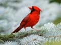 Jwèt Birds Puzzle