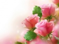 Jwèt Pink Roses
