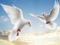 Jwèt Flying Birds