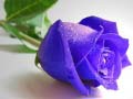 Jwèt Blue Roses