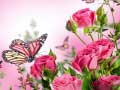 Jwèt Butterflies Puzzle