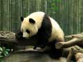 Jwèt Pandas Puzzle