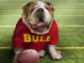 Jwèt Funny Doggy