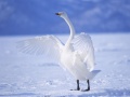 Jwèt Graceful Swans