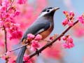 Jwèt Lovable Birds