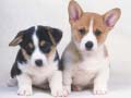 Jwèt Cute Puppies Puzzle