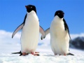 Jwèt Penguin Puzzle
