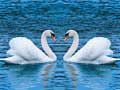 Jwèt Swans Slide