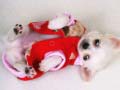 Jwèt Lovely Puppy Slide