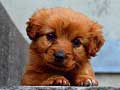 Jwèt Puppy Puzzle