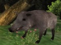 Jwèt Wild boar Hunting