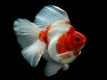 Jwèt Gold Fish Jigsaw Puzzle