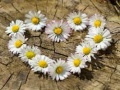 Jwèt Daisy Heart Jigsaw