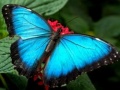 Jwèt Nature Jigsaw Puzzle Butterfly