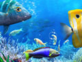 Jwèt Let's Fish