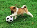 Jwèt Playful Puppy Outdoor Puzzle