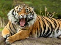 Jwèt Animals Jigsaw Puzzle Tiger