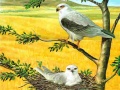 Jwèt Birds Of Prey Puzzle