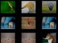 Jwèt Animal Memory