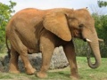 Jwèt Animals Jigsaw Puzzle - Elephants