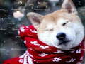 Jwèt Winter Pets Puzzle