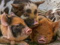 Jwèt Piglet Piggy Jigsaw