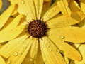 Jwèt Flower Petals Raindrop Jigsaw