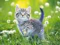 Jwèt Kittens Jigsaw