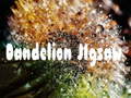 Jwèt Dandelion Jigsaw