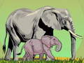 Jwèt Wild Animals and Their Babies
