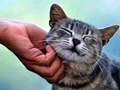 Jwèt Tickling Cat