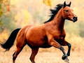 Jwèt Horse Slide