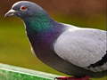 Jwèt Pigeon Jigsaw Puzzle