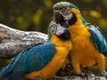 Jwèt Parrot Jigsaw