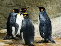 Jwèt King Penguin Jigsaw